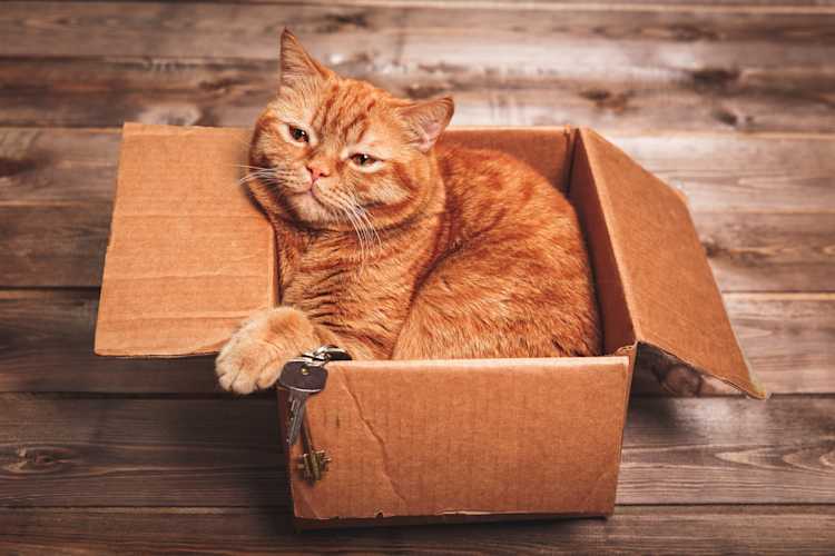 Seniorenumzug alte Katze Bild