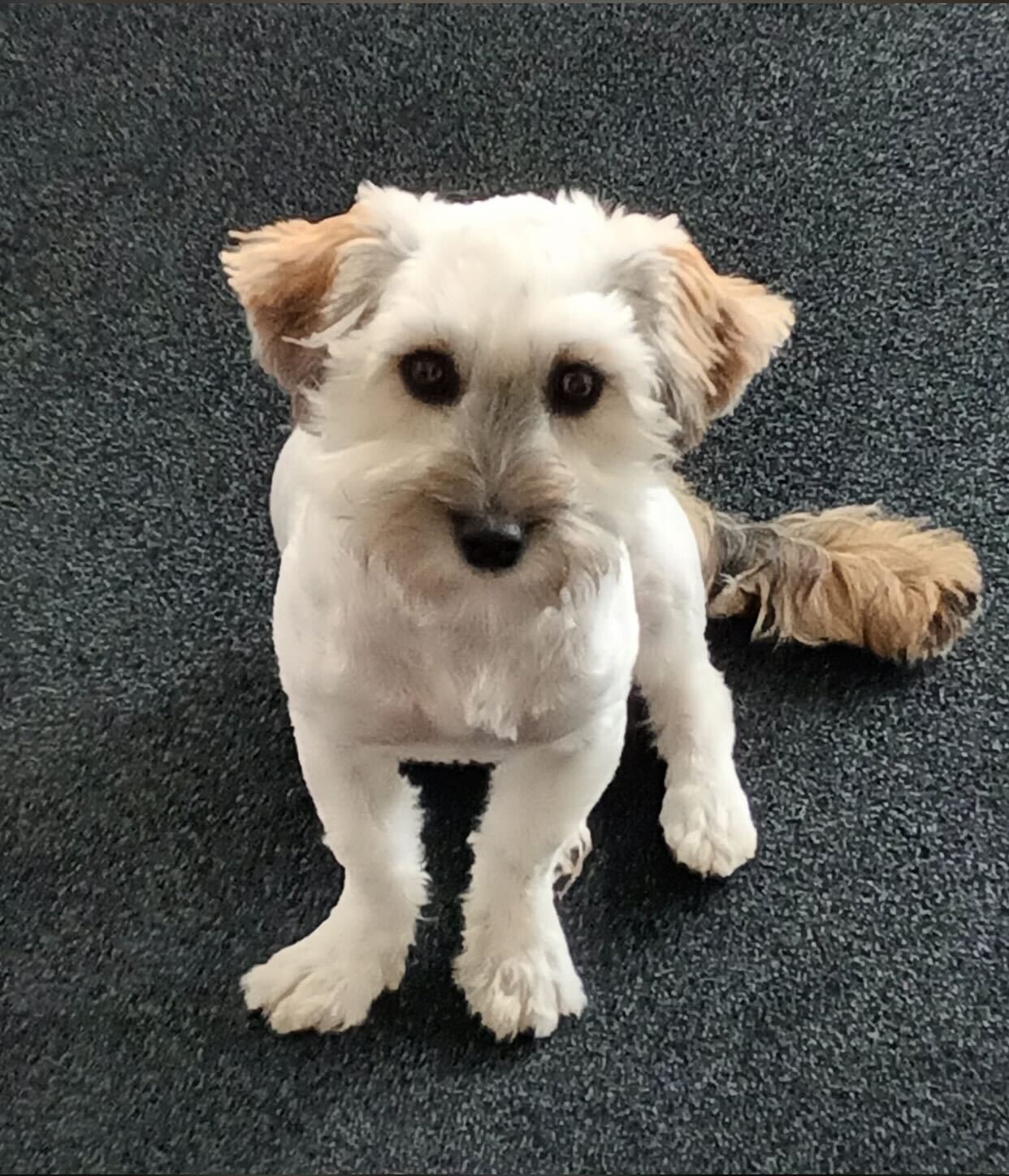 otto